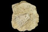 Fossil Crinoid (Zeacrinites) - Alabama #114400-1
